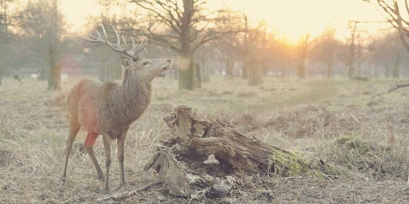 整形外科深度解析：非手术鼻综合与手术隆鼻的优缺点对比